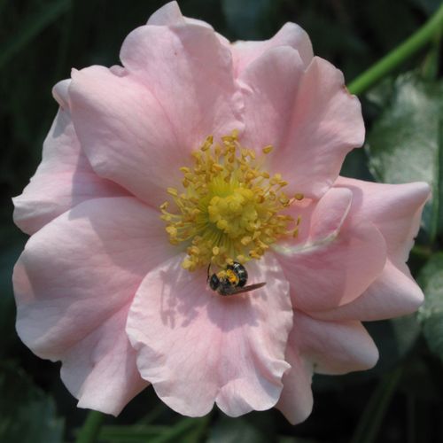 Vendita, rose rose tappezzanti - rosa - Rosa Satin Haze® - rosa non profumata - Christian Evers - ,-